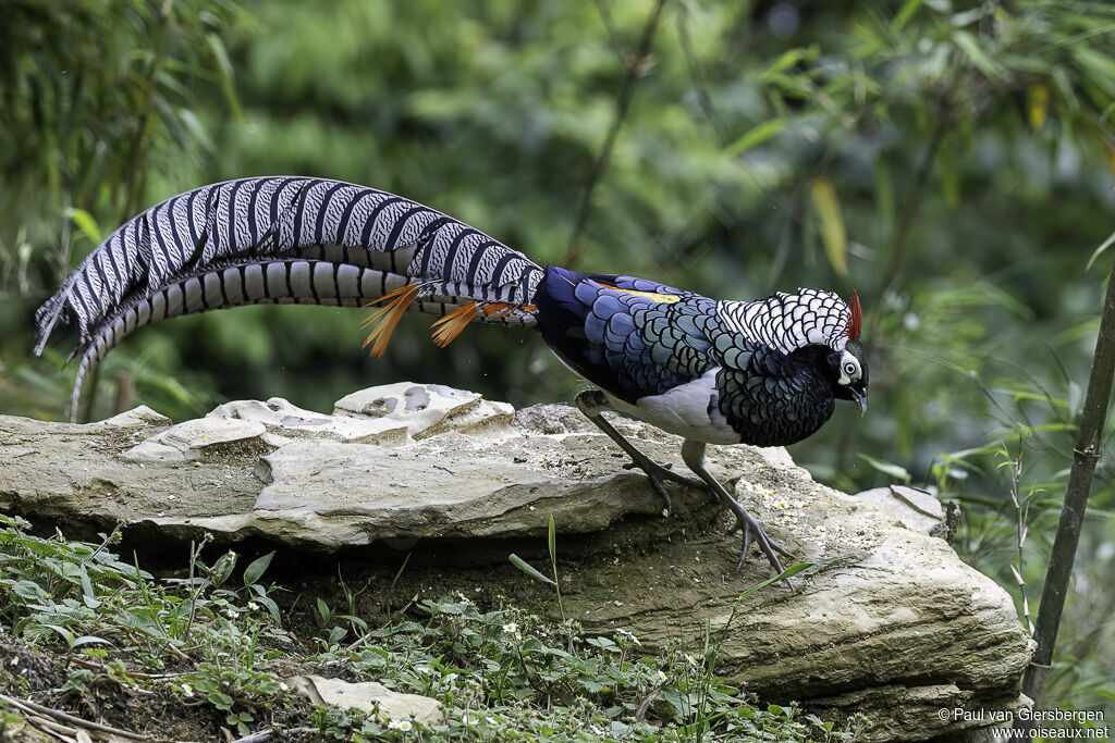 Lady Amherst's Pheasant male adult