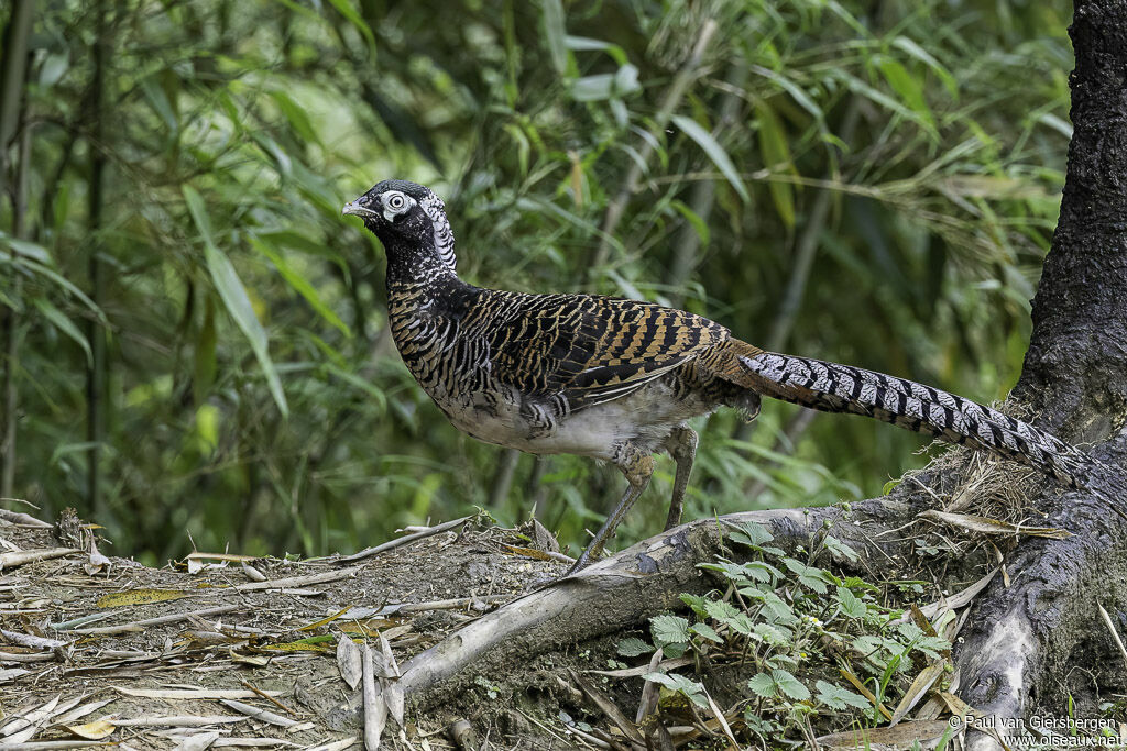 Lady Amherst's Pheasant male immature