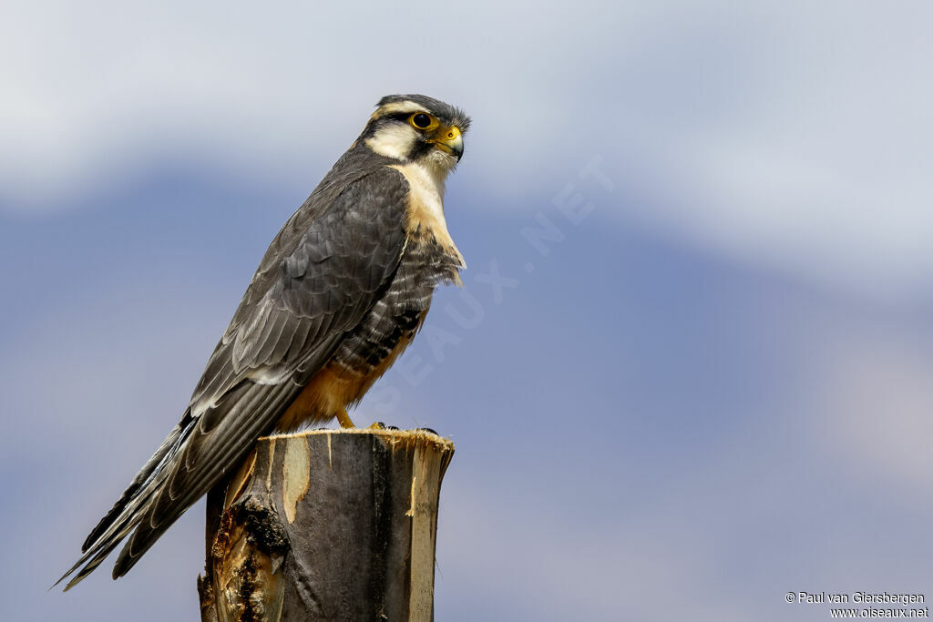 Faucon aplomadoadulte