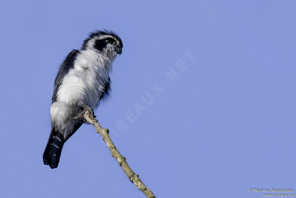 Fauconnet noir et blancadulte