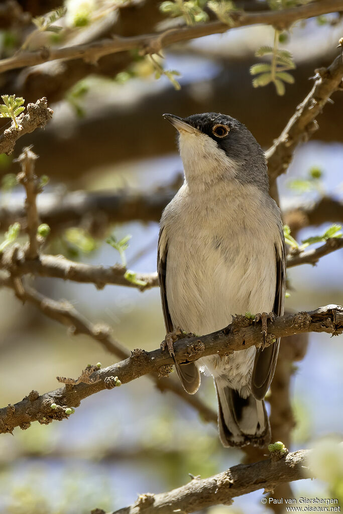 Fauvette de Ménétries mâle adulte