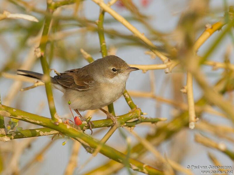 Common Whitethroat