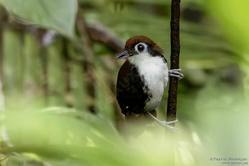 White-cheeked Antbirdadult
