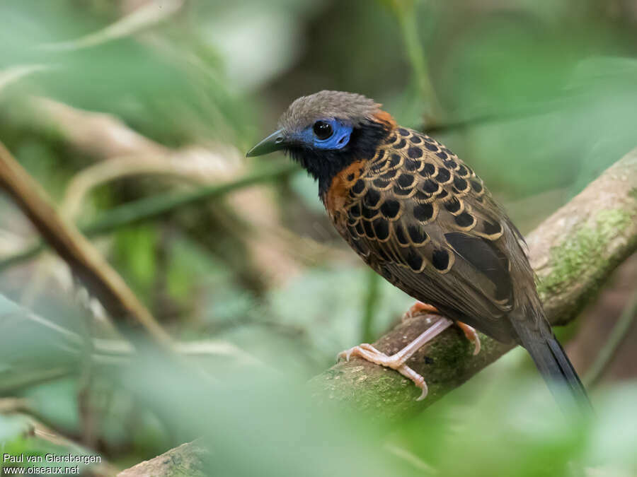 Fourmilier ocelléadulte, identification