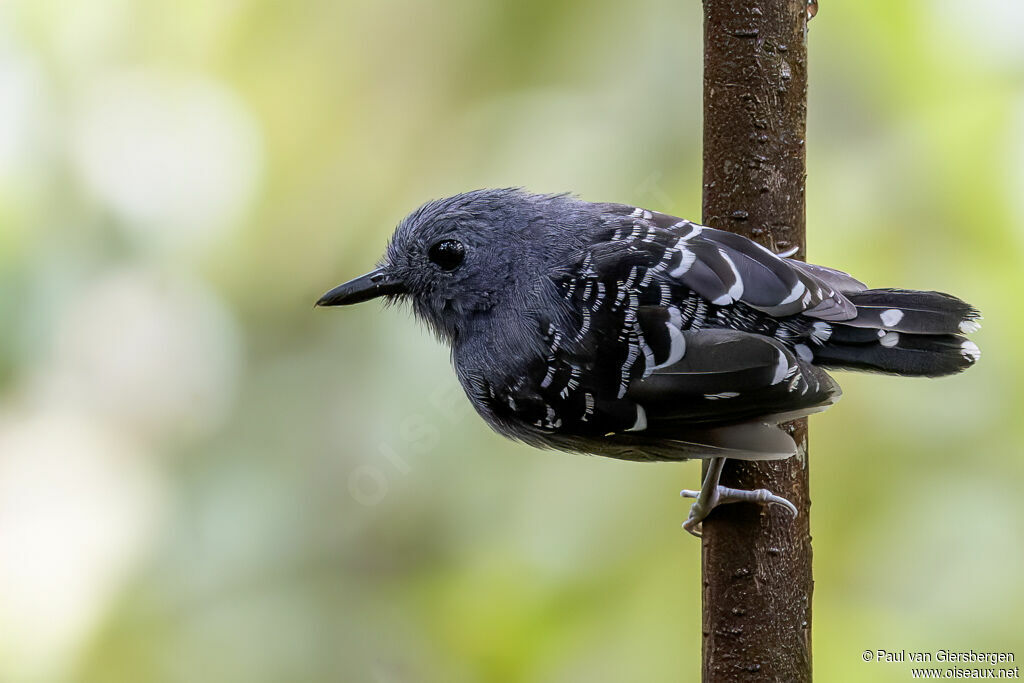 Common Scale-backed Antbird male adult