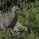 Francolin à ailes grises