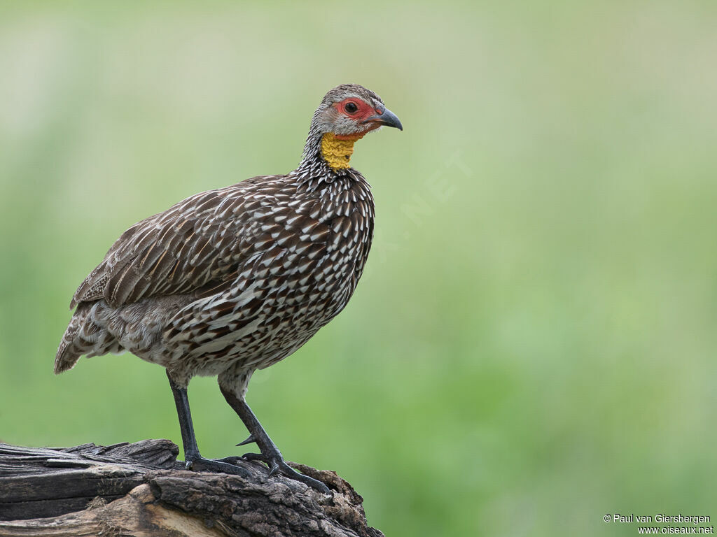 Yellow-necked Spurfowladult