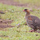 Francolin à cou roux