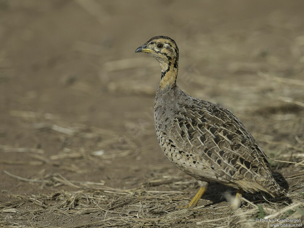 Coqui Francolin female adult