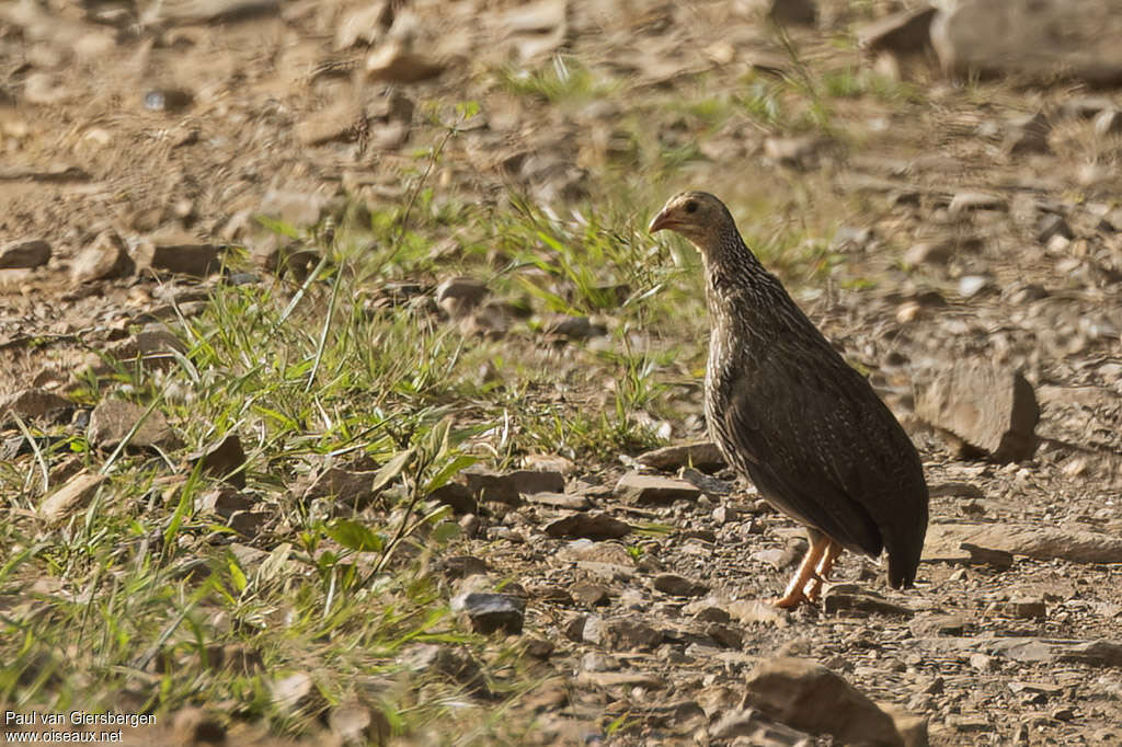 Francolin d'Ahantaadulte