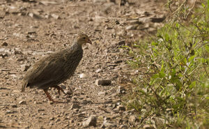 Francolin d'Ahanta