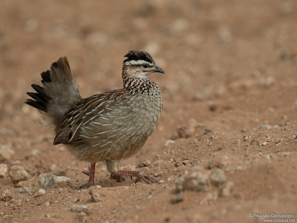 Francolin huppéadulte