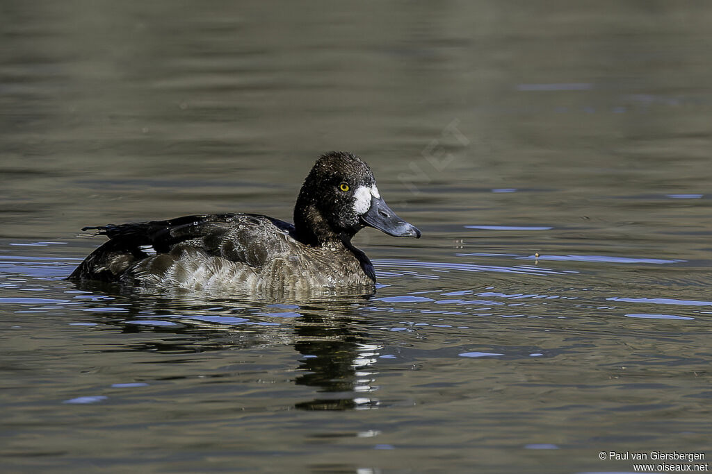 Fuligule à tête noire femelle adulte