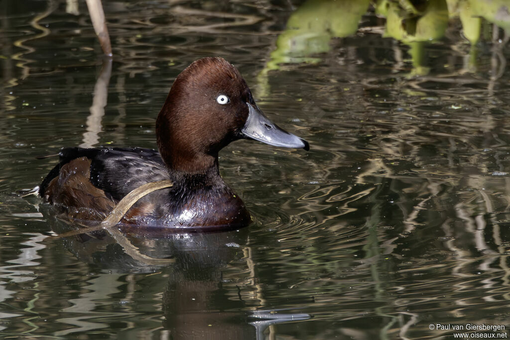 Fuligule nyrocaadulte