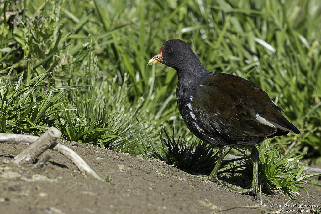 Gallinule poule-d'eauadulte