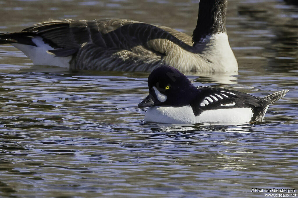 Garrot d'Islande mâle adulte