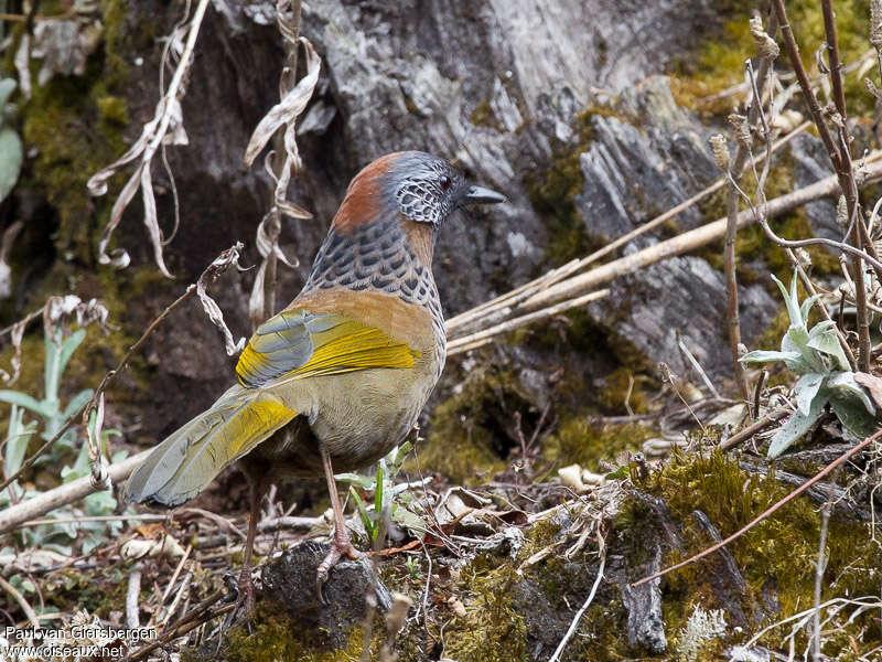 Garrulaxe à tête rousseadulte, composition