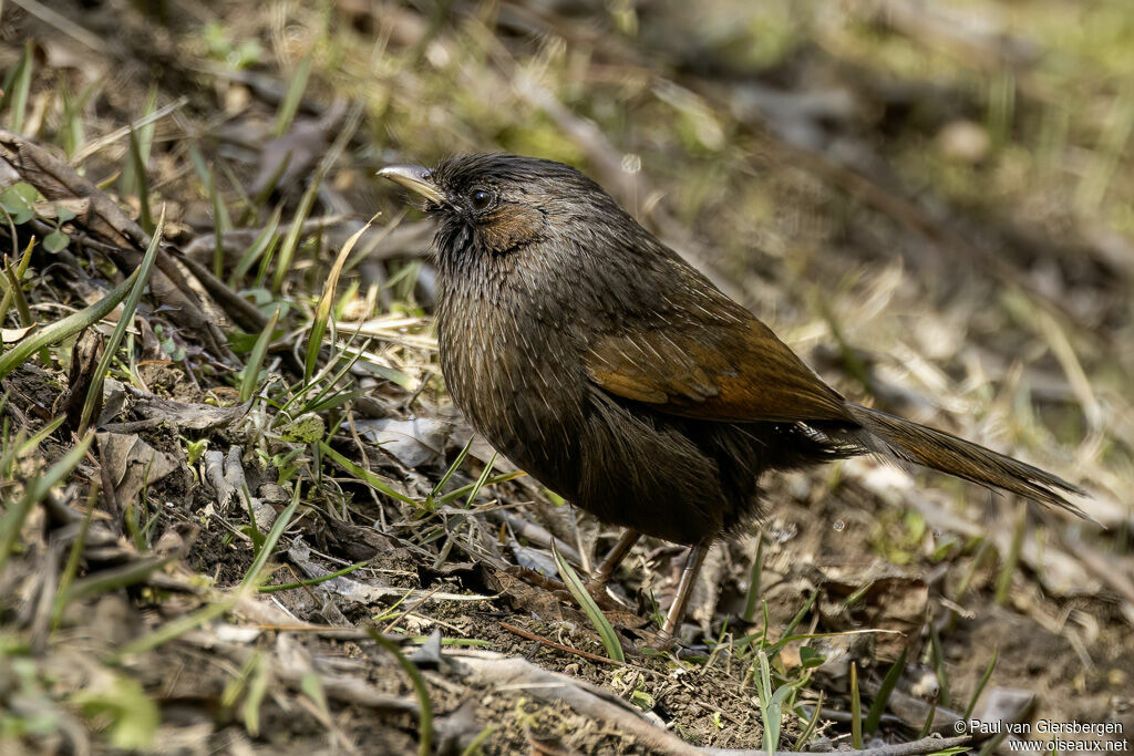 Garrulaxe barréadulte