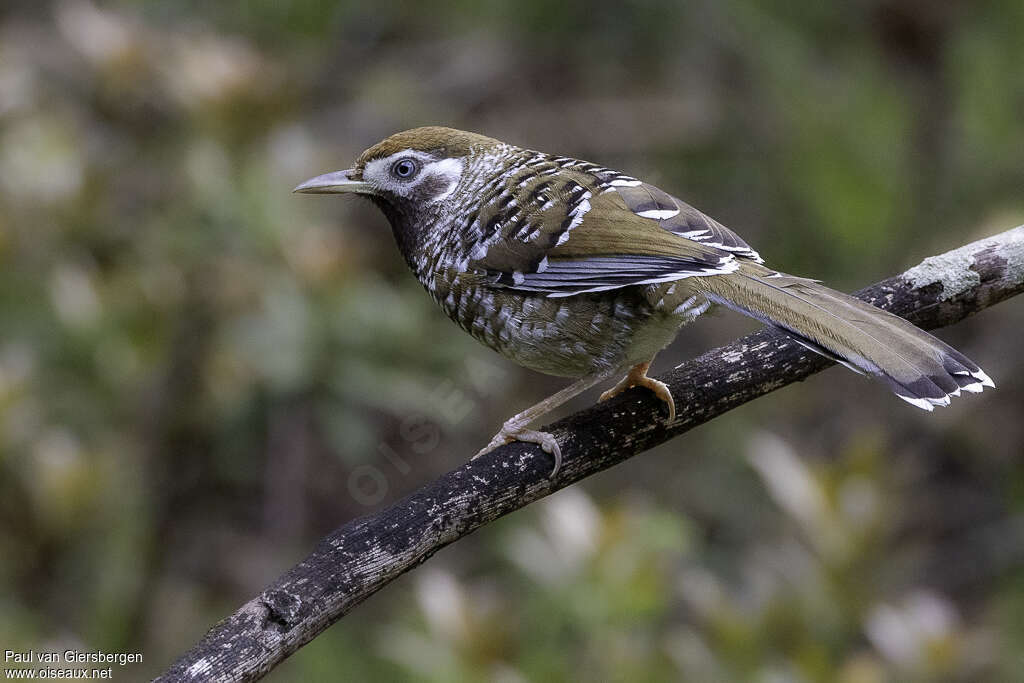 White-speckled Laughingthrushadult