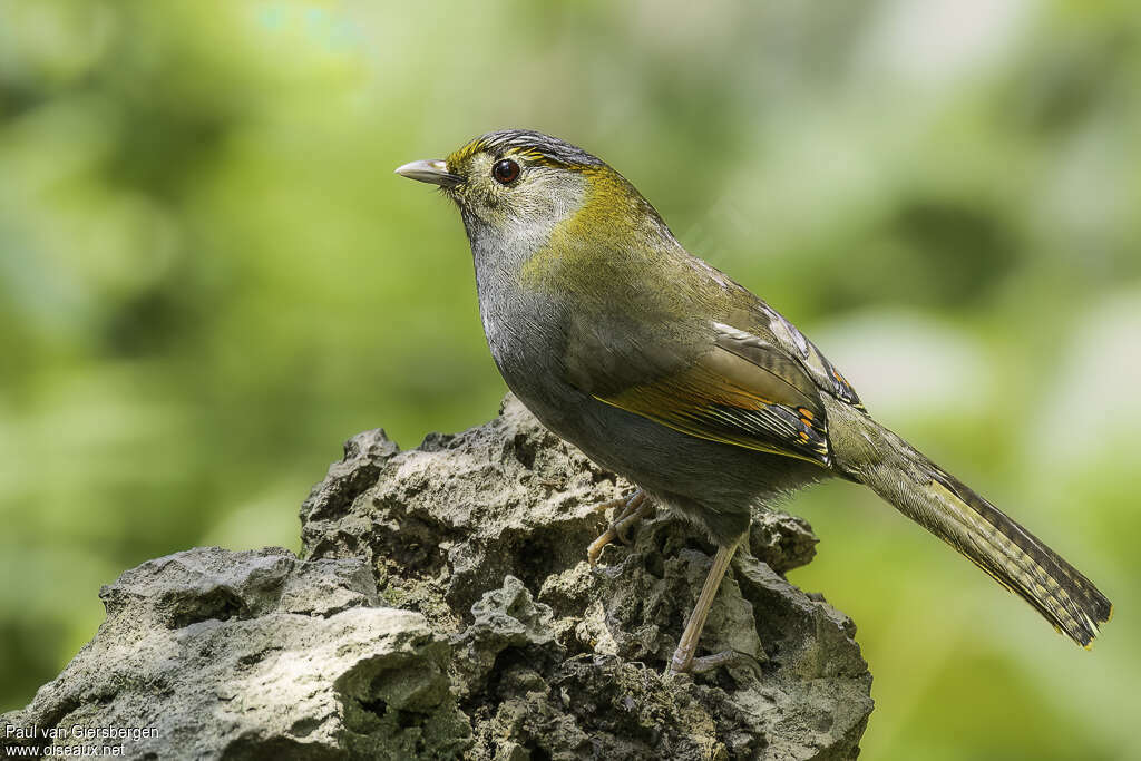 Garrulaxe de l'Omei femelle adulte