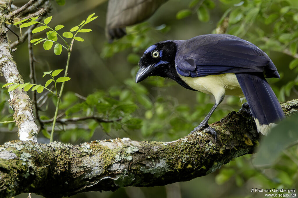 Geai à poitrine noireadulte