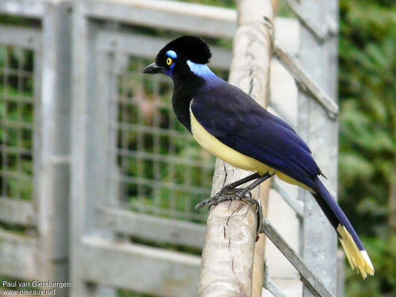 Geai acahéadulte, identification