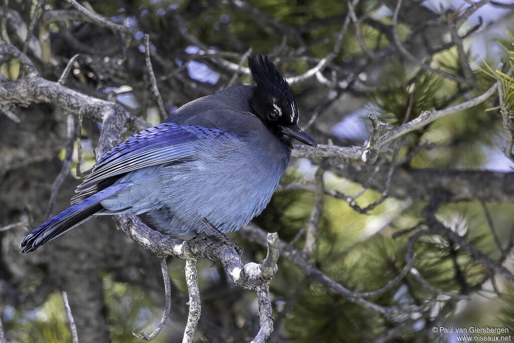 Steller's Jayadult