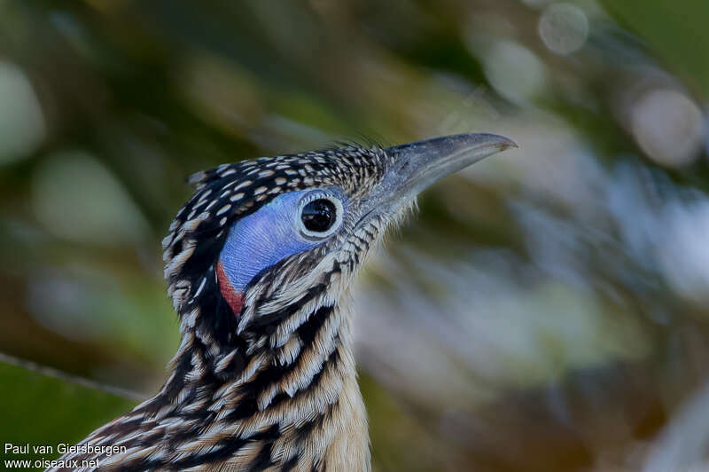 Lesser Roadrunneradult, close-up portrait