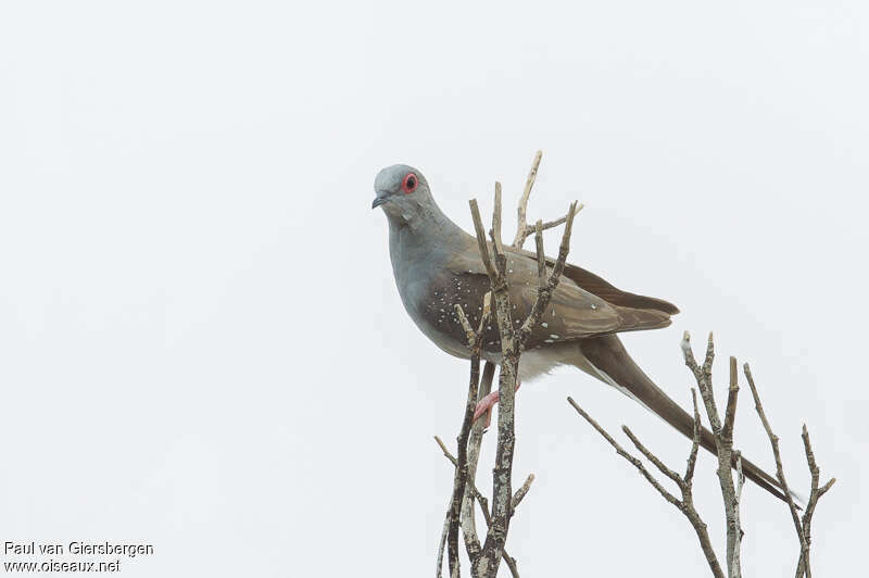 Diamond Dove, identification