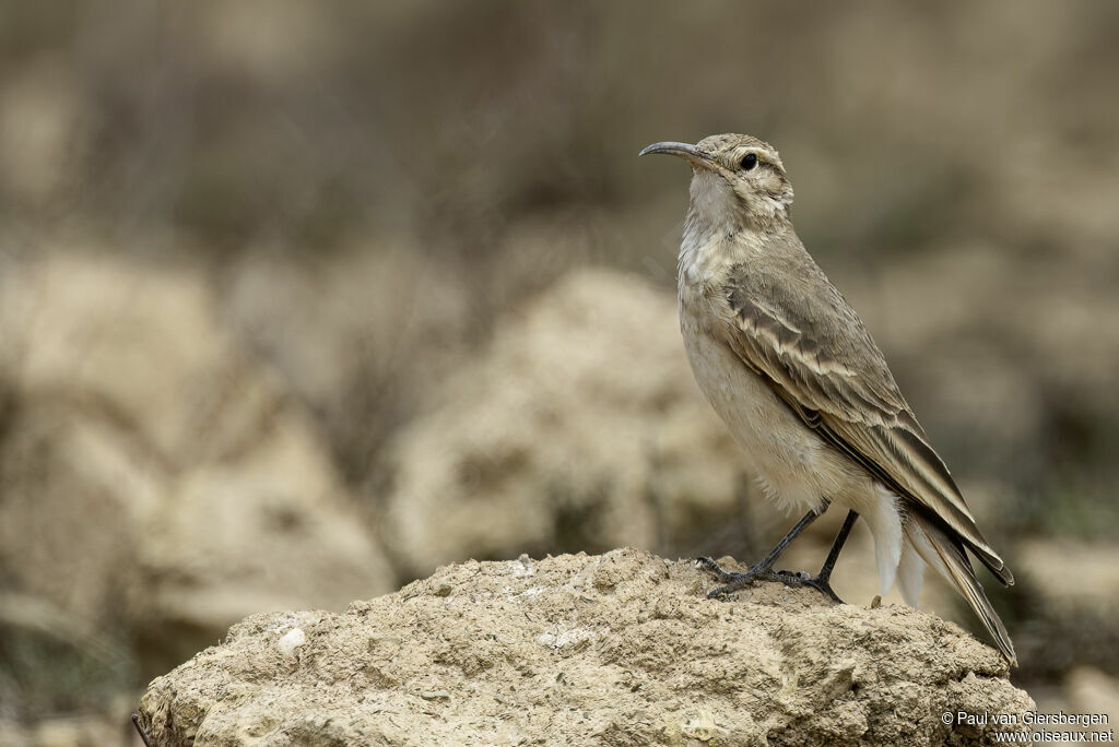 Géositte à bec grêle