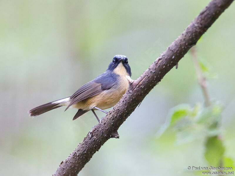 Slaty-blue Flycatcher