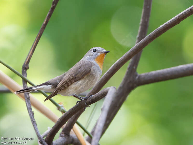 Taiga Flycatcher male adult breeding, identification