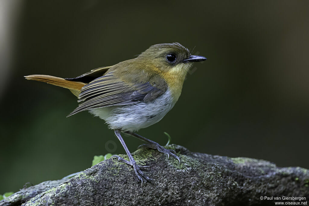 Palawan Flycatcheradult
