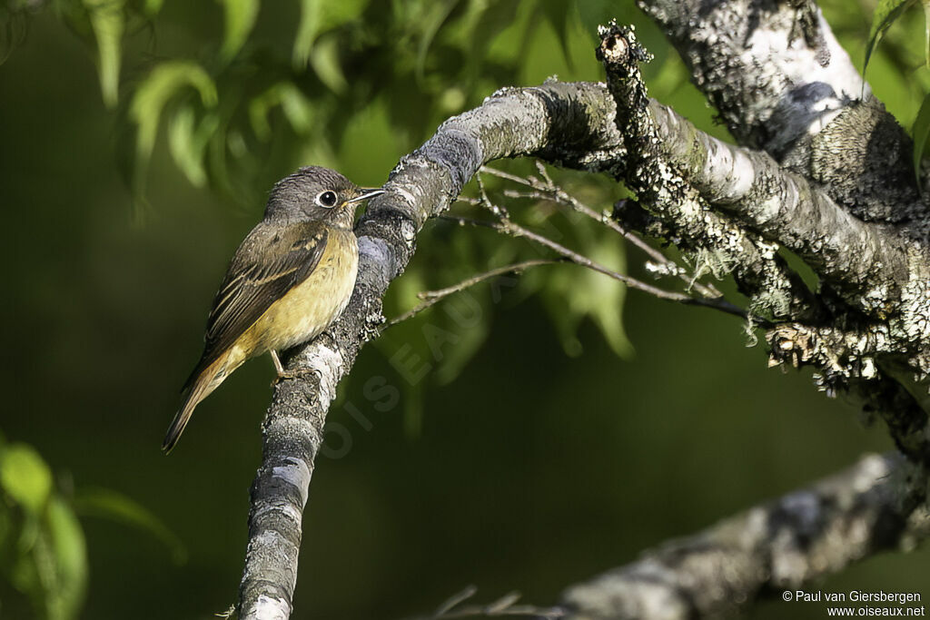 Gobemouche ferrugineux