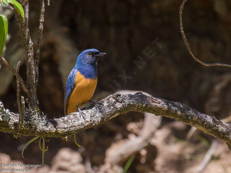 Timor Blue Flycatcher male adult, habitat