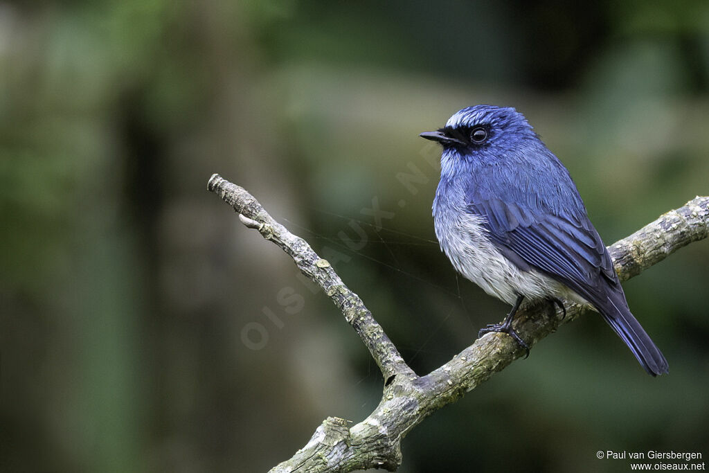 Indigo Flycatcheradult