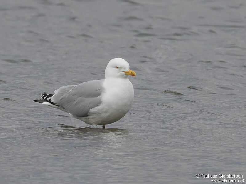 European Herring Gulladult