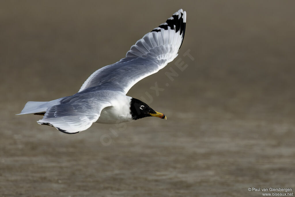 Goéland ichthyaète