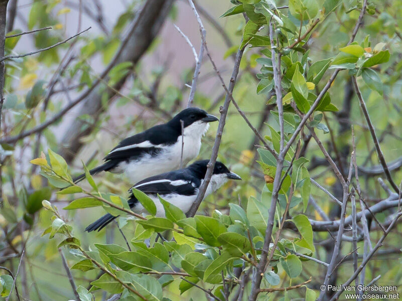 Swamp Boubou
