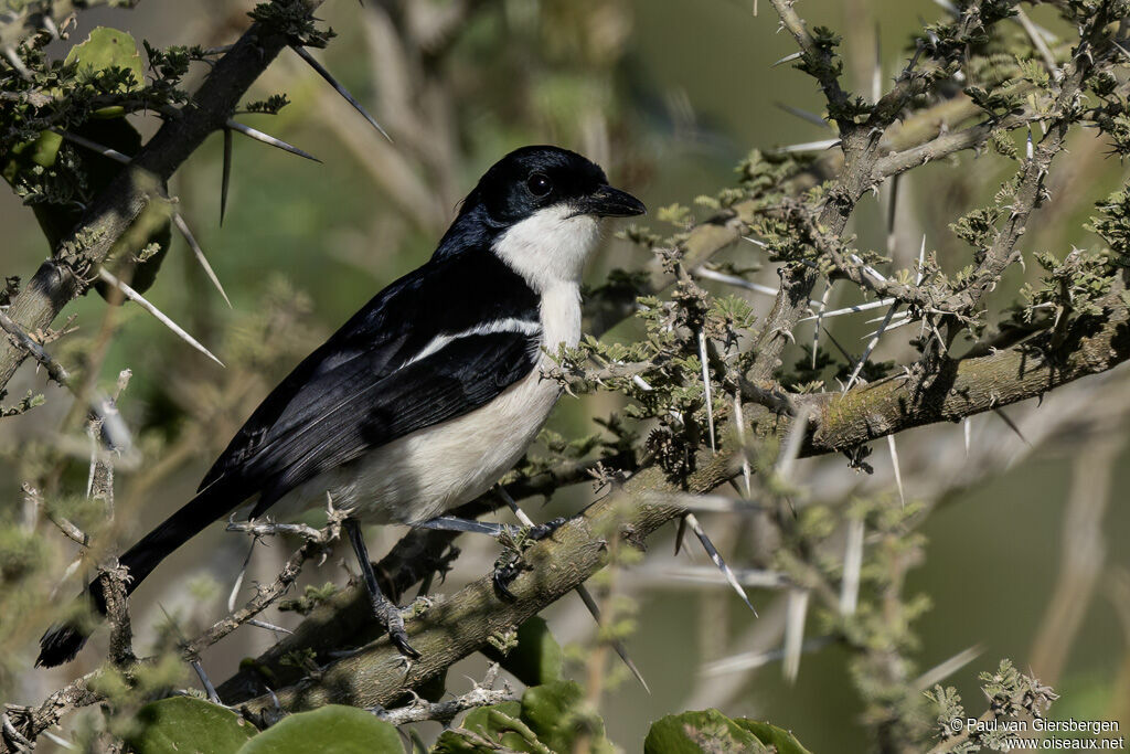 Gonolek d'Abyssinieadulte