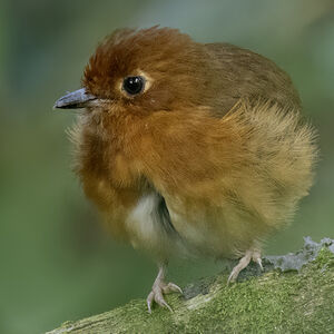 Grallaire à poitrine rousse