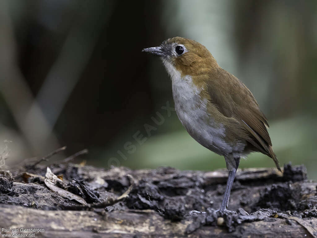 White-bellied Antpittaadult, identification