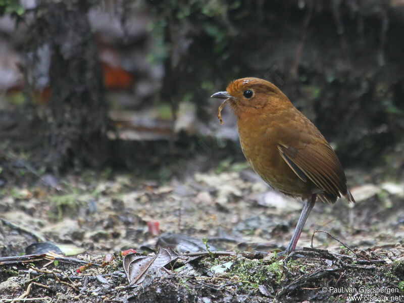 Grallaire d'Équateuradulte, habitat, pigmentation, mange