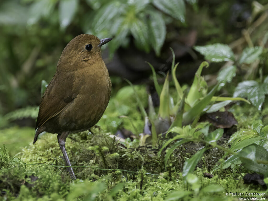 Grallaire d'Équateuradulte, identification