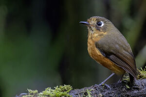 Grallaire de Leymebamba
