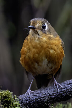 Grallaire de Leymebamba