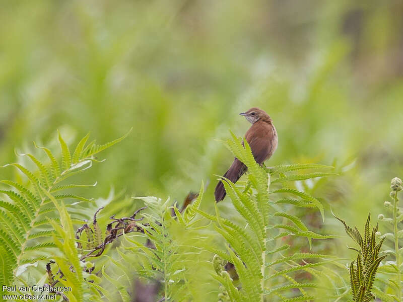 Fan-tailed Grassbirdadult, identification