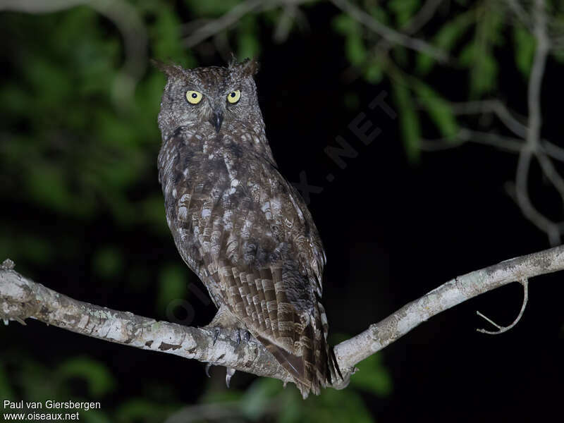 Spotted Eagle-Owladult, identification