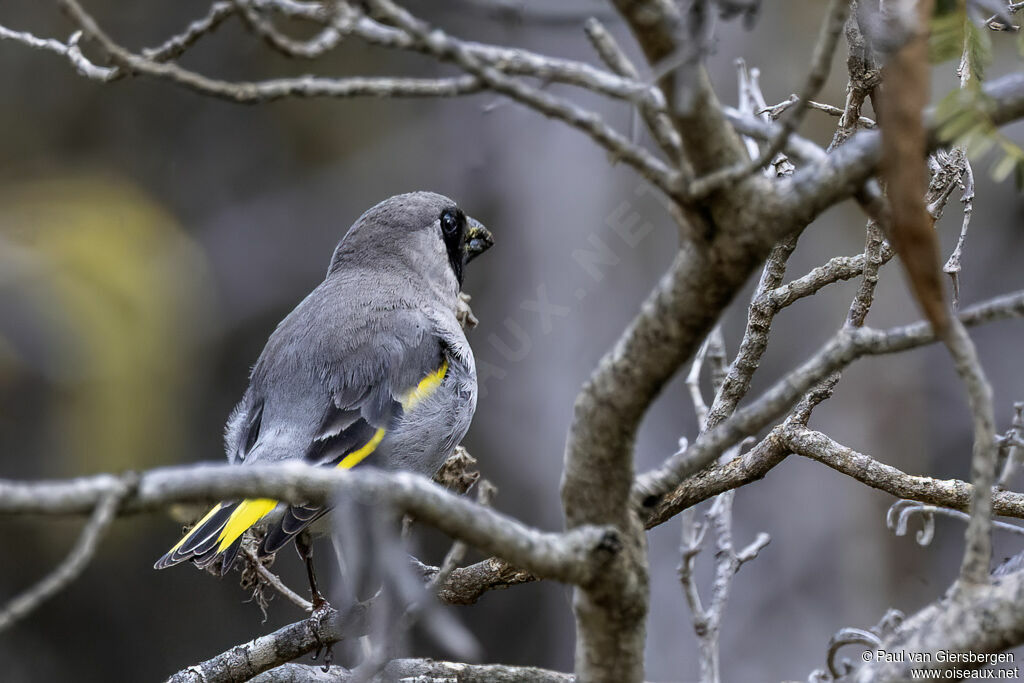 Grand-verdier de Somalieadulte