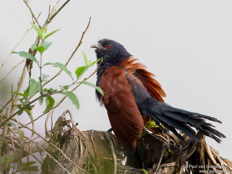Greater Coucal
